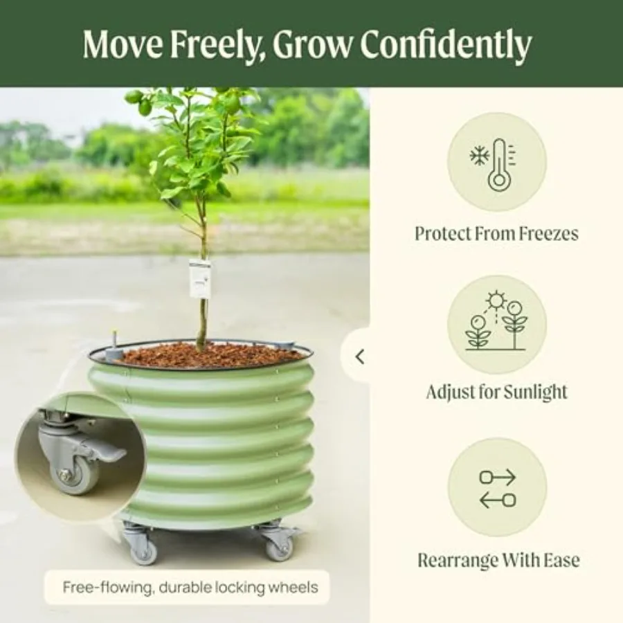 Rolling Citrus Tree Planter Ge - Self-Watering Planter review and price